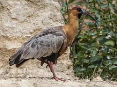 149 BIO PARC DE DOUE LA FONTAINE 6- 2016_000053